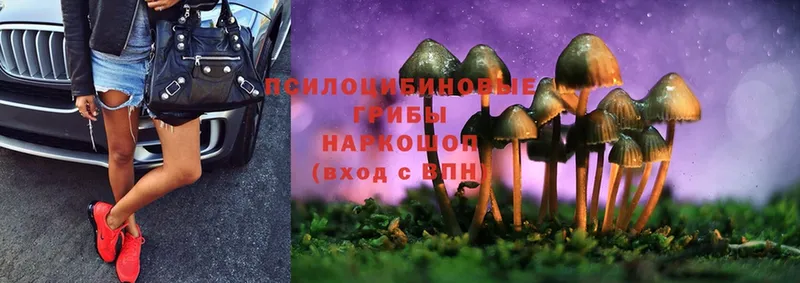 Галлюциногенные грибы Psilocybine cubensis  Лениногорск 